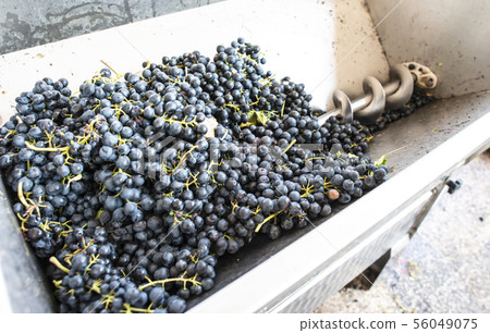 Grape crushing machine Grape crushing machine 56049075