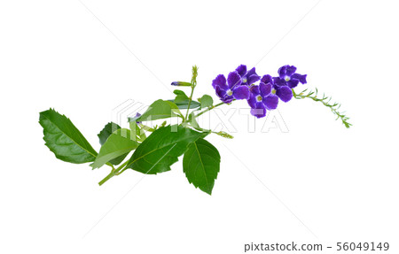 purple flowers isolated on a white background. 56049149