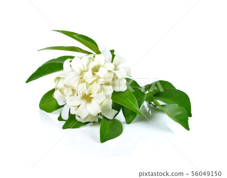 Andaman satinwood isolated on white background Andaman satinwood isolated on white background 56049150