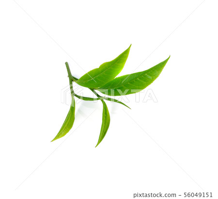 tea leaf isolated on white background 56049151