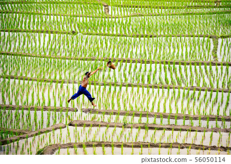 Local Asian man call Hmong jumping in rice field Local Asian man call Hmong jumping in rice field 56050114