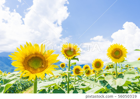 在Azumino向日葵領域的向日葵 56050319