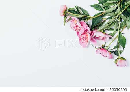 Flat lay frame of pink peonies with green leaves 56050393