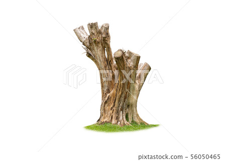 wood Stump isolated on white background with 56050465