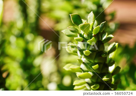 Sun shines on thick green leaves of succulent plant. Most of flora is endemic in Madagascar 56050724