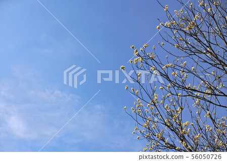 Young tree buds growing in spring against clear blue sky Young tree buds growing in spring against clear blue sky 56050726