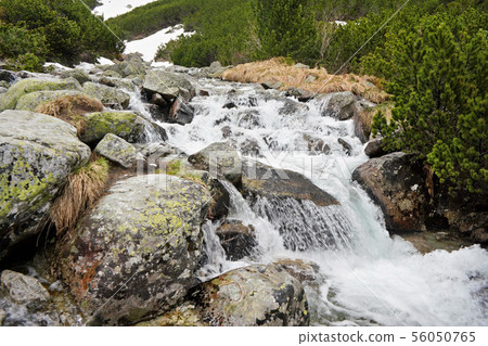Small creek in mountains flowing over large rocks, low coniferous trees and remains of snow in 56050765