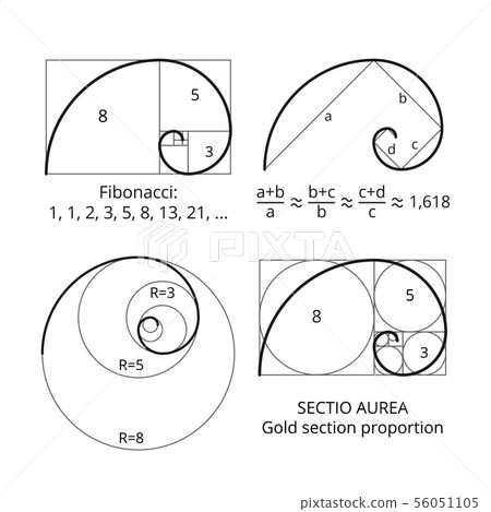 Golden fibonacci ratio spirals. Gold section proportion vector visualization 56051105