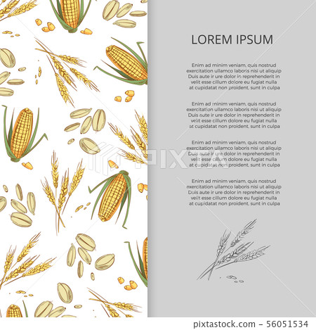 Hand drawn cereals corn wheat banner design Hand drawn cereals corn wheat banner design 56051534