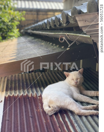 Relaxing cat 56051728
