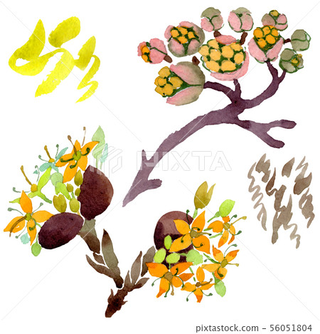 Cornus mas floral botanical flowers. Watercolor background illustration set. Isolated dogwood Cornus mas floral botanical flowers. Watercolor background illustration set. Isolated dogwood 56051804