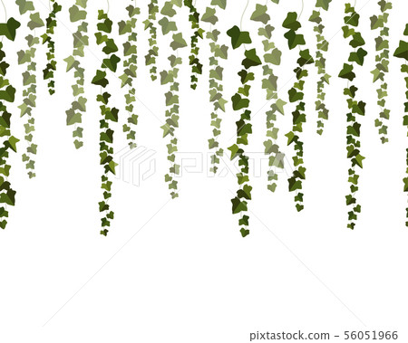 Vector horizontal seamless garland with green ivy leaves on a white background. Vector horizontal seamless garland with green ivy leaves on a white background. 56051966