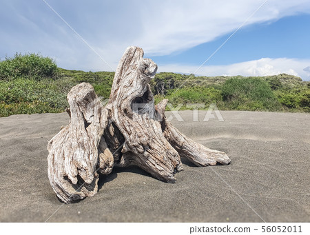 Old stump on the seashore 56052011