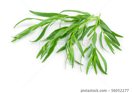 tarragon or estragon isolated on a white background. Artemisia dracunculus tarragon or estragon isolated on a white background. Artemisia dracunculus 56052277