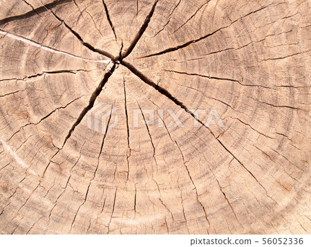 The texture close up of tree stump 56052336