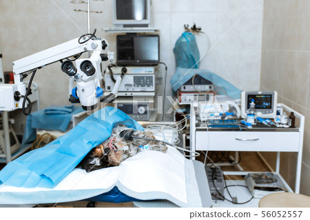 Dog under anesthesia lie on operating table in 56052557