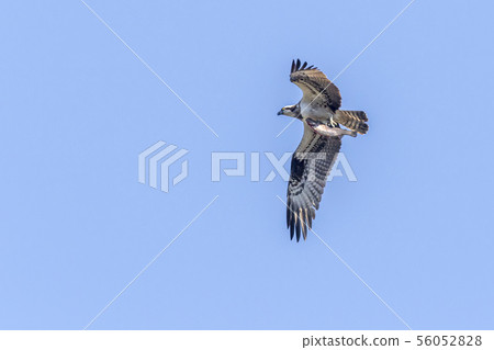 Osprey (Pandion haliaetus) Osprey (Pandion haliaetus) 56052828