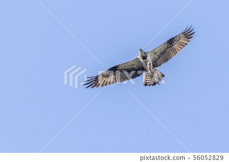 Osprey (Pandion haliaetus) 56052829