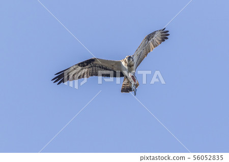 Osprey (Pandion haliaetus) Osprey (Pandion haliaetus) 56052835