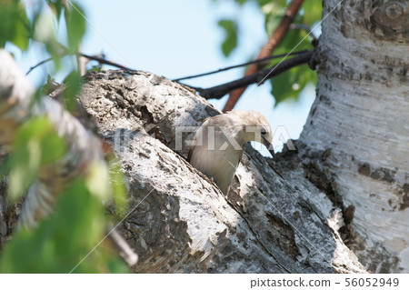 Starling Metz Starling Metz 56052949