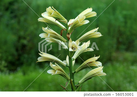 Flower lily flower in Tadami Town, Fukushima Prefecture 56053001