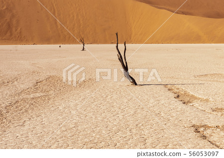 Dead trees in Namibias Deadvlei. 56053097