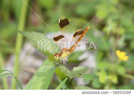 Miyama Macane 56053200