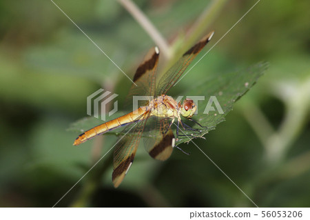 Miyama Macane 56053206