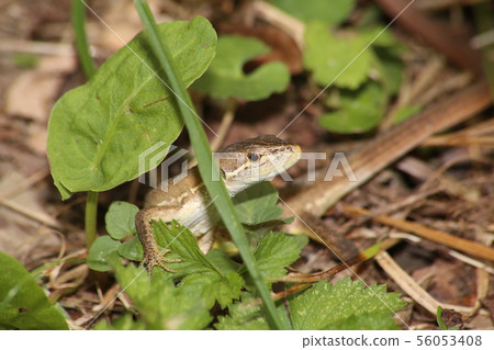 Japanese kana snake Japanese kana snake 56053408