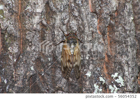 Brown cicada Brown cicada 56054352