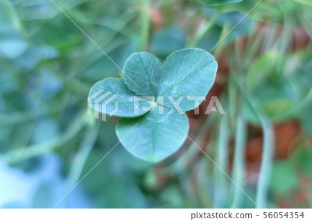"Four-leaf clover" that grew vividly in the morning sun "Four-leaf clover" that grew vividly in the morning sun 56054354