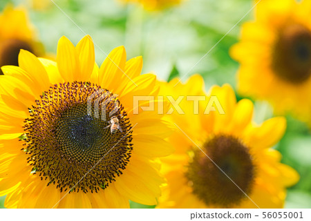 Harvest Hill << Sunflower Field >> Harvest Hill << Sunflower Field >> 56055001