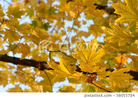 Autumn leaves Autumn leaves 56055784
