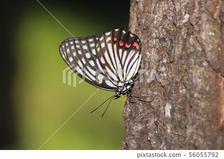  紅臉紅龜 56055792