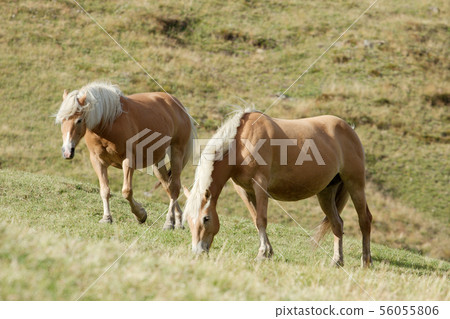 Horses Horses 56055806