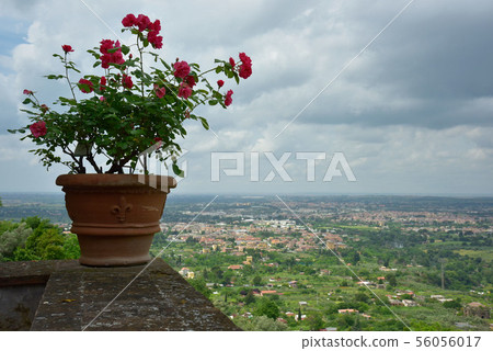 The view of Sensen-gu Shrine. 56056017