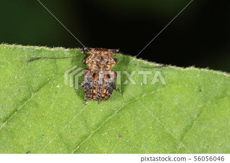 生物是昆蟲，甲蟲，雄性。從上方看是一種保護色......像Kanegon？ 56056046