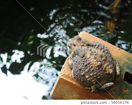 portraits close up of a rough skin ugly brown toad portraits close up of a rough skin ugly brown toad 56056176