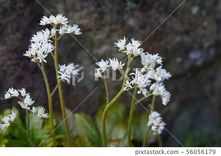 Cranberry Sow Flower 56056179