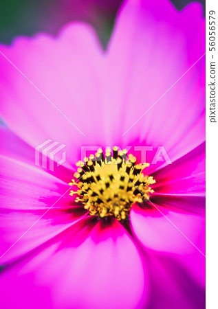 pink cosmos bloom in the garden with sky in the 56056579