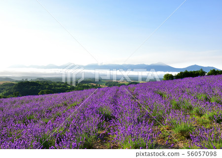 Miyama的薰衣草 Miyama的薰衣草 56057098