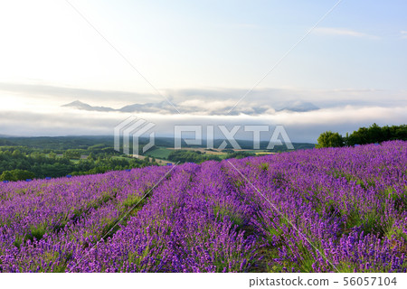 Lavender of Miyama Lavender of Miyama 56057104