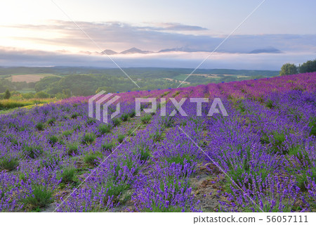 Lavender of Miyama Lavender of Miyama 56057111