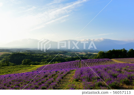 Lavender of Miyama Lavender of Miyama 56057113