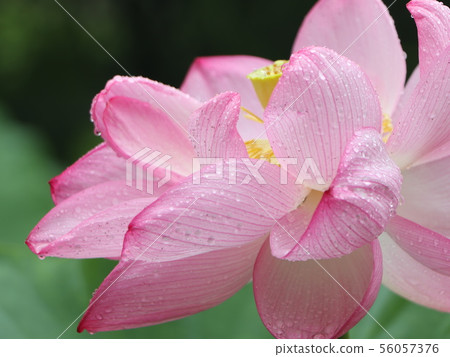 蓮花 蓮花 56057376