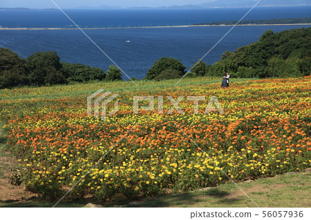 諾科島 諾科島 56057936