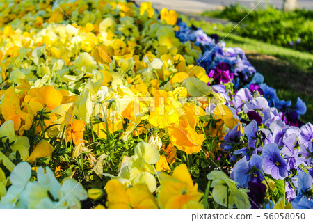 The Viola  flowers  are in flower bed in the park. 56058050