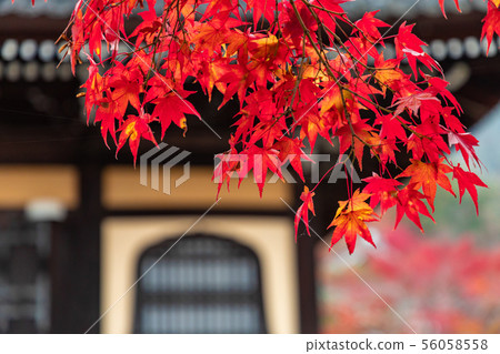 Sanmon Hanado窗口和秋葉Nanzenji寺廟,京都 Sanmon Hanado窗口和秋葉Nanzenji寺廟,京都 56058558