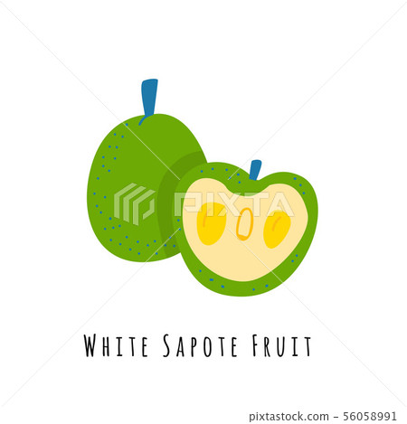 White sapote fruit illustration White sapote fruit illustration 56058991
