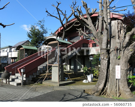 Kotokuji Temple (Main Hall and Great Ginkgo) in Kita-ku, Tokyo 56060735